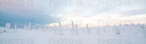 Snow-covered spruce trees