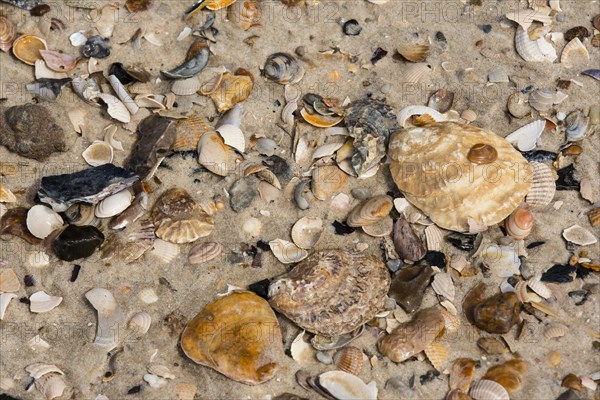 Pacific Oysters (Crassostrea pacifica)