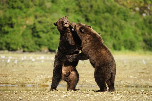 Two Brown Bears (Ursus arctos) play-fighting with each other