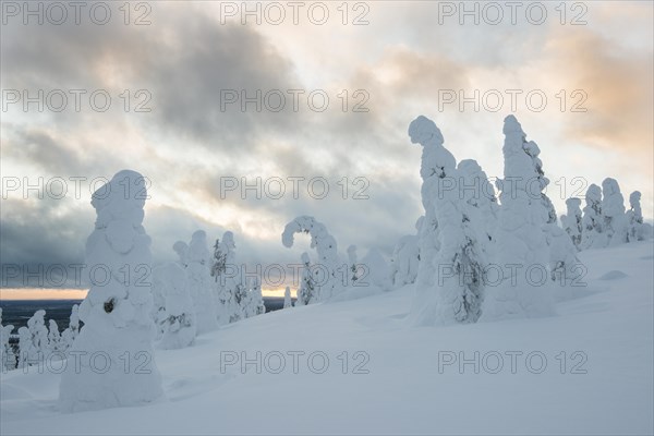 Snow-covered spruces