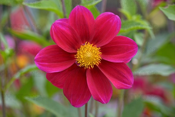 Dahlia variety Firewheel (Dahlia)