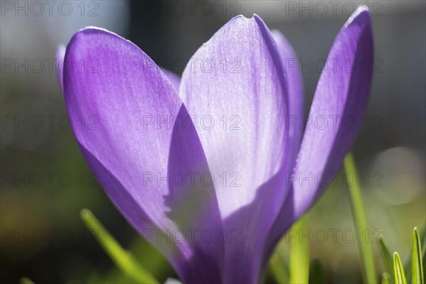 Purple crocus (Crocus) flower