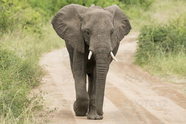 African Elephant (Loxodonta africana) walking along a track