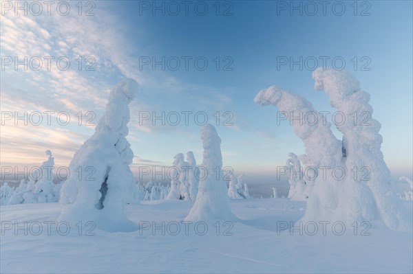 Snow-covered spruce trees