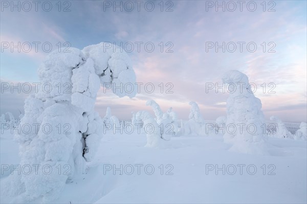 Snow-covered spruce trees