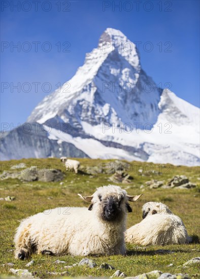 Valais Blacknose Sheep at Hohbalmen