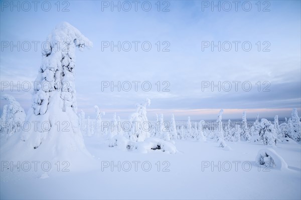 Snow-covered spruce trees