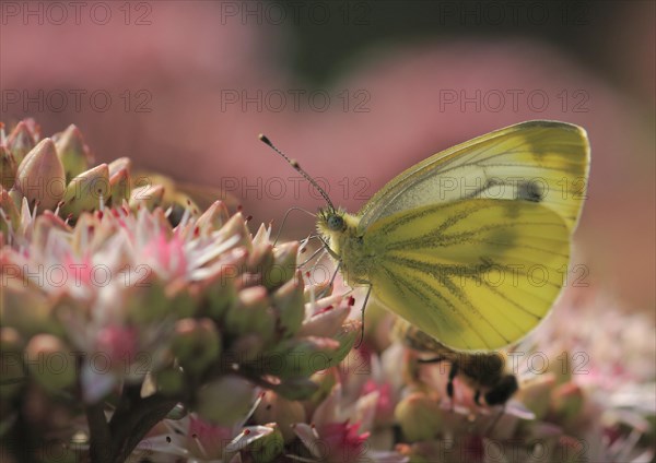 Green-veined White (Pieris napi) on Orpine (Sedum telephium)