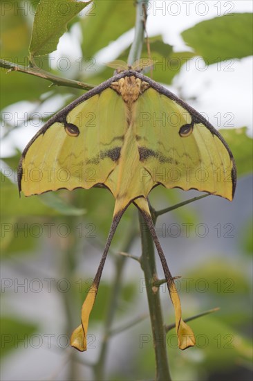 Luna Moth (Actias luna)