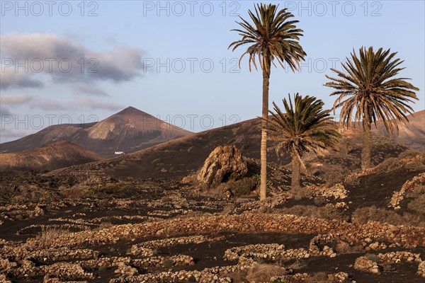 Typical vineyards in dry cultivation in volcanic ash