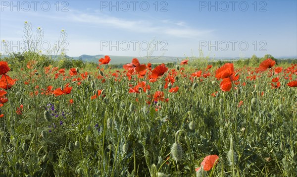 Meadow with many wild red poppies