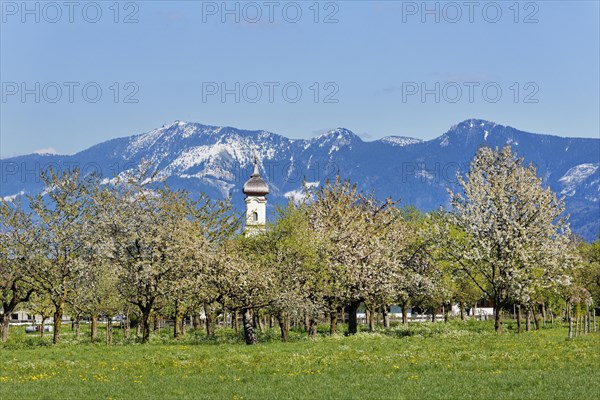 Blossoming apple trees