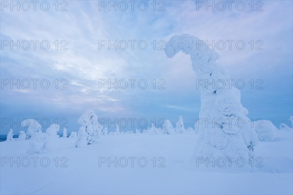 Snow-covered trees