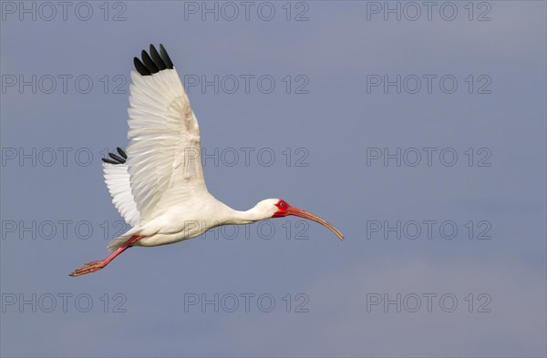 American white ibis (Eudocimus albus)