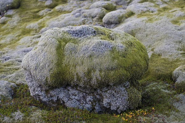 Lava rocks overgrown by Elongate Rock Moss (Racomitrium elongatum)