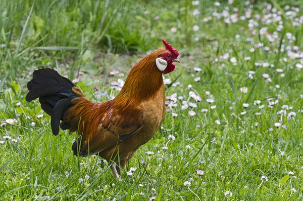 Bantam Bantam (Gallus gallus f. domestica)