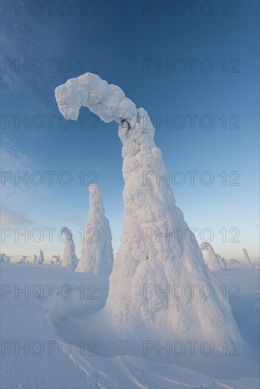 Snow-covered trees