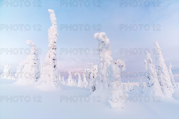 Snow-covered spruce trees