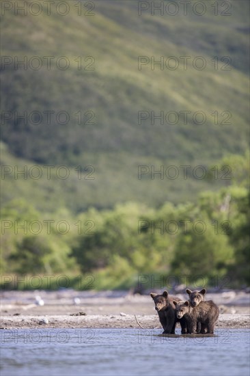 Brown bears (Ursus arctos)