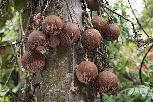 Fruits of the Cannonball Tree (Couroupita guianensi)