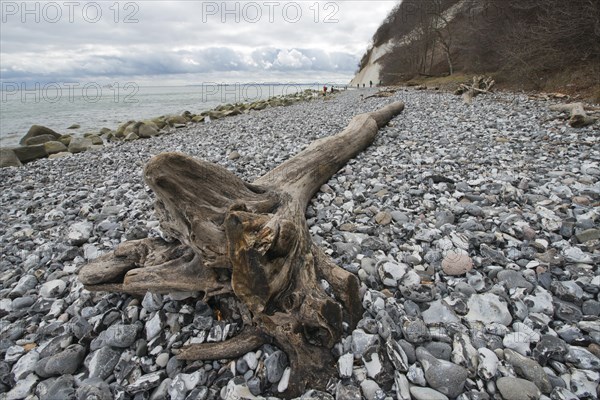 Driftwood