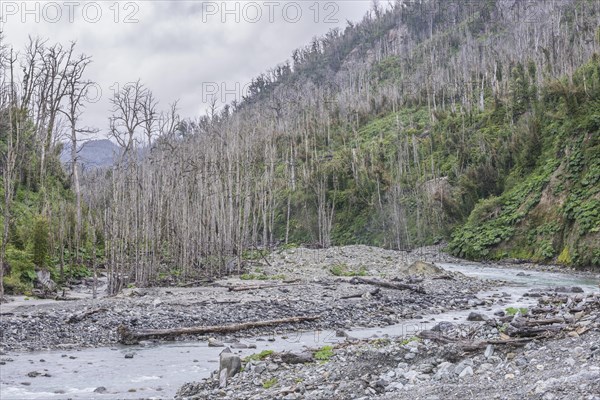 Destroyed forest by the outbreak of the Chaiten volcano