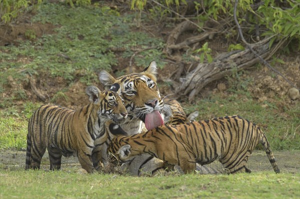 Bengal Tigers (Panthera tigris tigris)