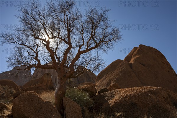 Blue-leaved corkwood (Commiphora glaucescens)