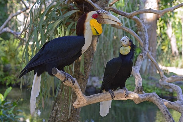 Wreathed hornbill (Aceros undulatus)