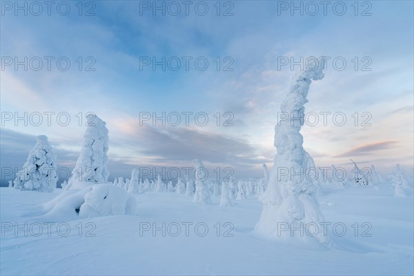 Snow-covered trees