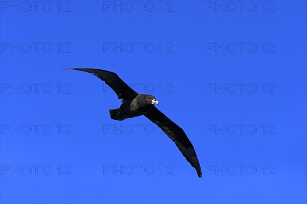 White-chinned Petrel or Cape Hen (Procellaria aequinoctialis)