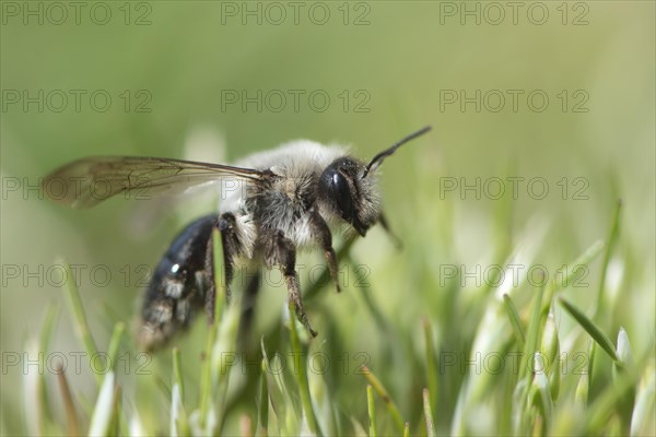 Ashy mining bee (Andrena cineraria)