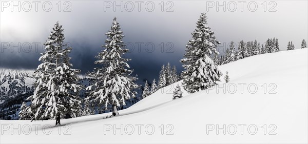 Snow-covered winter forest