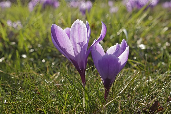 Purple crocuses (Crocus)