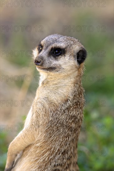 Meerkat (Suricata suricatta)