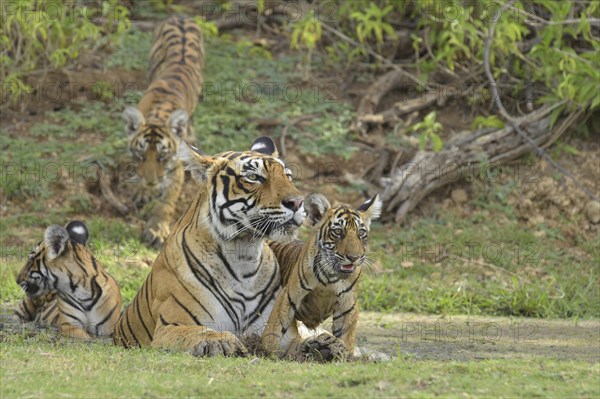 Bengal Tigers (Panthera tigris tigris)