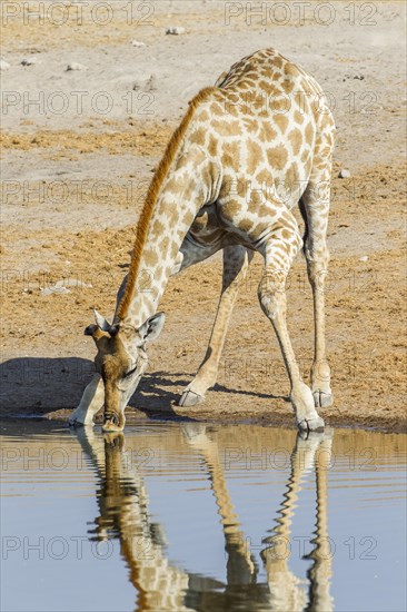 Giraffe (Giraffa camelopardalis) drinking at a waterhole