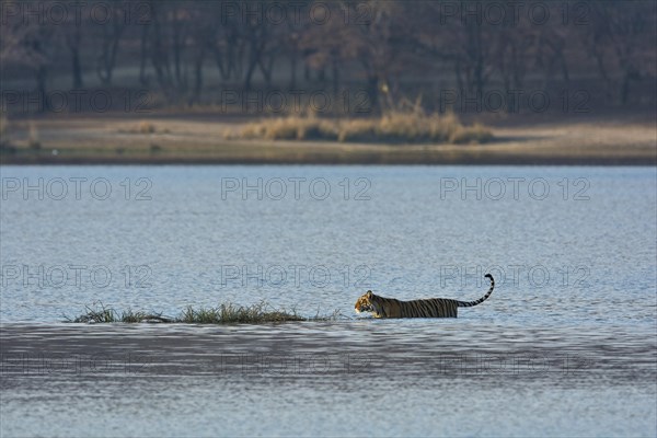 Wild Indian Tiger or Bengal Tiger (Panthera tigris tigris) walking through the blue water of a lake in Ranthambhore National Park