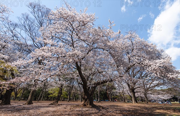 Yoyogi Park