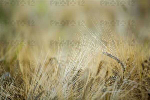 Barley (Hordeum vulgare)