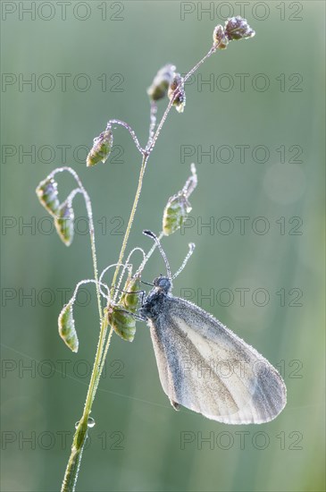 Wood White butterfly (Leptidea sinapis)