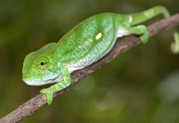 Parson's chameleon (Calumma parsonii parsonii)