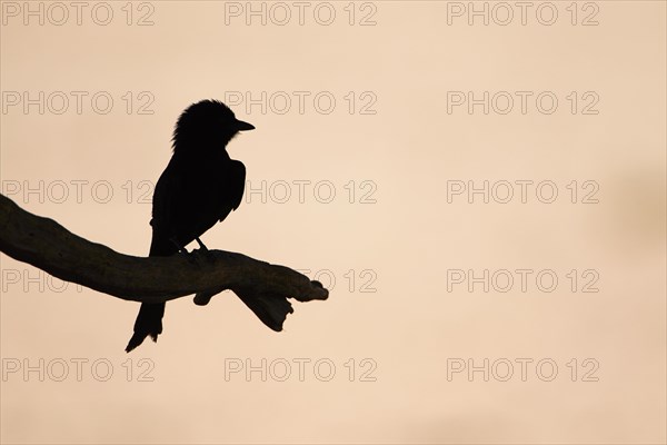 Fork-tailed Drongo (Dicrurus adsimilis) adult