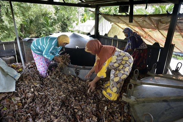 Women throwing clove tree leaves (Syzygium aromaticum) into a tank