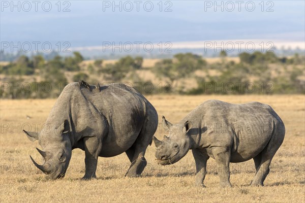 Black Rhinoceros (Diceros bicornis) adult female and calf