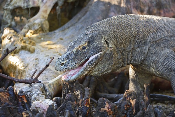 Komodo Dragon (Varanus komodoensis)