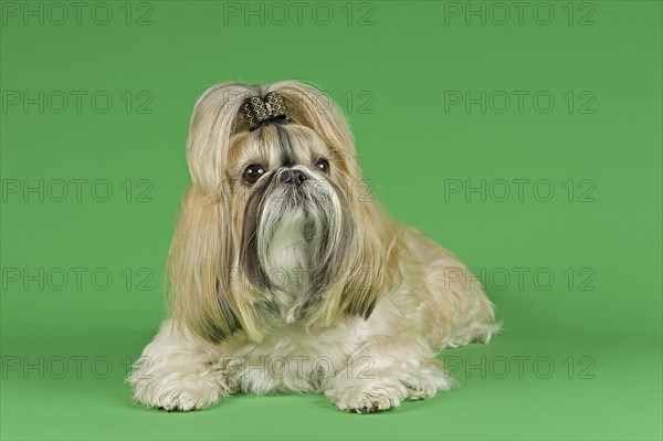 Shih Tzu female