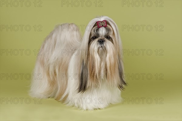 Shih Tzu female