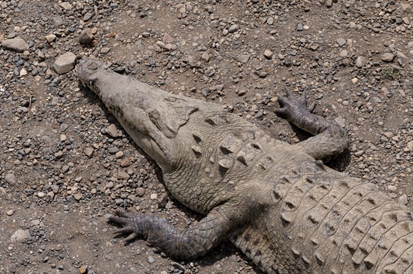 American Crocodile (Crocodylus acutus)