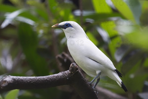 Bali Starling (Leucopsar rothschildi)